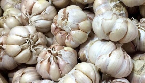 Bawang putih(garlic)