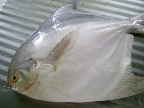 Ikan bawal laut - Image 2