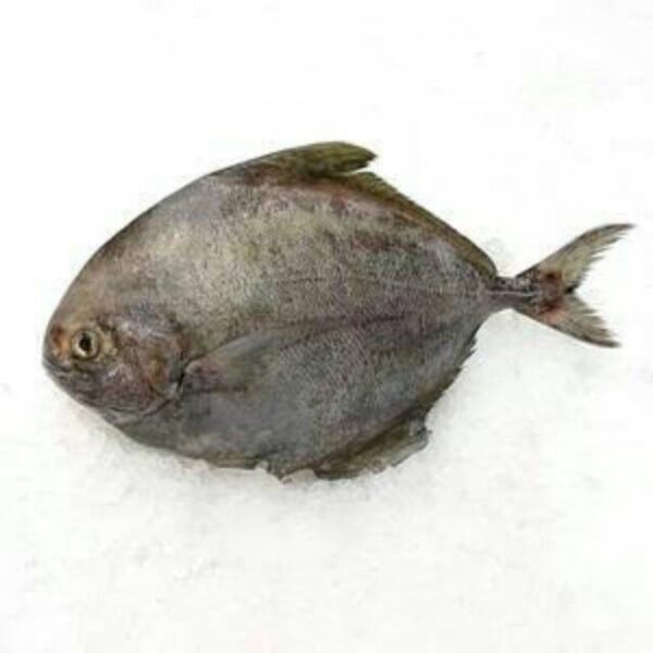 Ikan bawal laut - Image 4